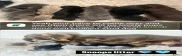 Miniature Dachshund dogs for stud: 🐾SNOOP🐾 blue and tan SMALL STANDARD stud(proven) - Advert 12