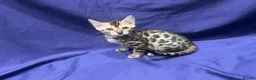 Bengal cats for sale: Reserved** Stunning registered bengal kittens  - Advert 13