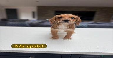 Mixed Breed dogs - Advert 5