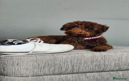 Toy Poodle dogs for stud: Toy poodles for stud - Image 2