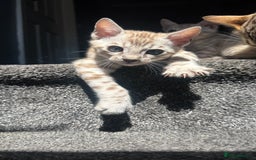 Bengal cats for sale: 🔥🏆OUTSTANDING SHOW BENGALS… READY 26th AUGUST💯 - Image 13
