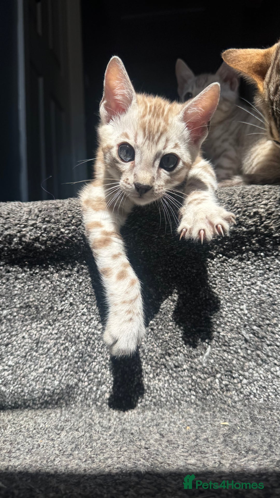 Bengal cats for sale: 🔥🏆OUTSTANDING SHOW BENGALS… READY 26th AUGUST💯 - Image 13