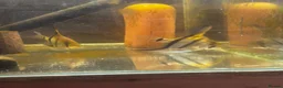 Angelfish fish for sale: Adults breeding pair and small babies for sale  - Advert 4