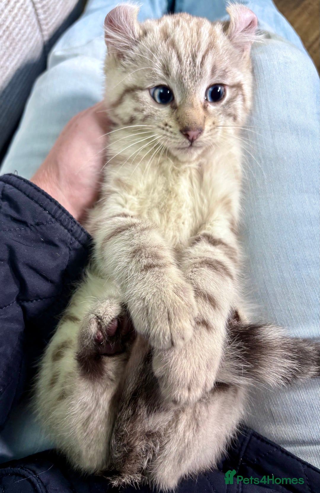 Savannah cats for sale: Superb wild looking snow leopard male  - Advert 22