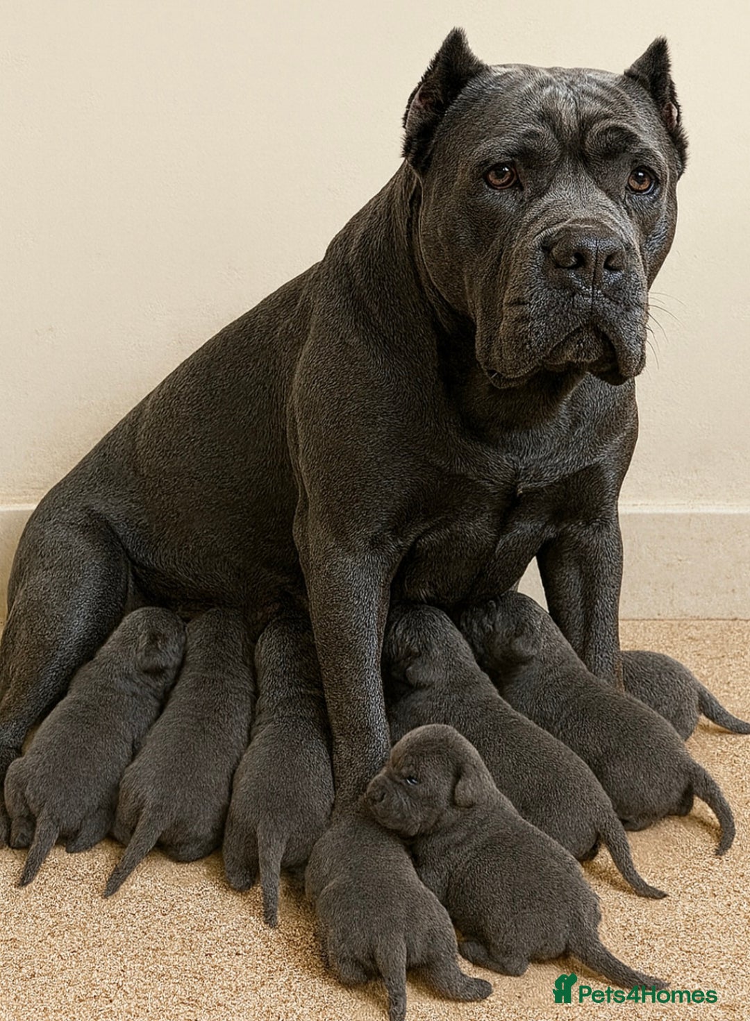 Cane Corso dogs for sale: Blue Cane Corso Puppy (female) - Advert 1