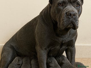Cane Corso dogs Blue Cane Corso Puppy (female) - Advert 3