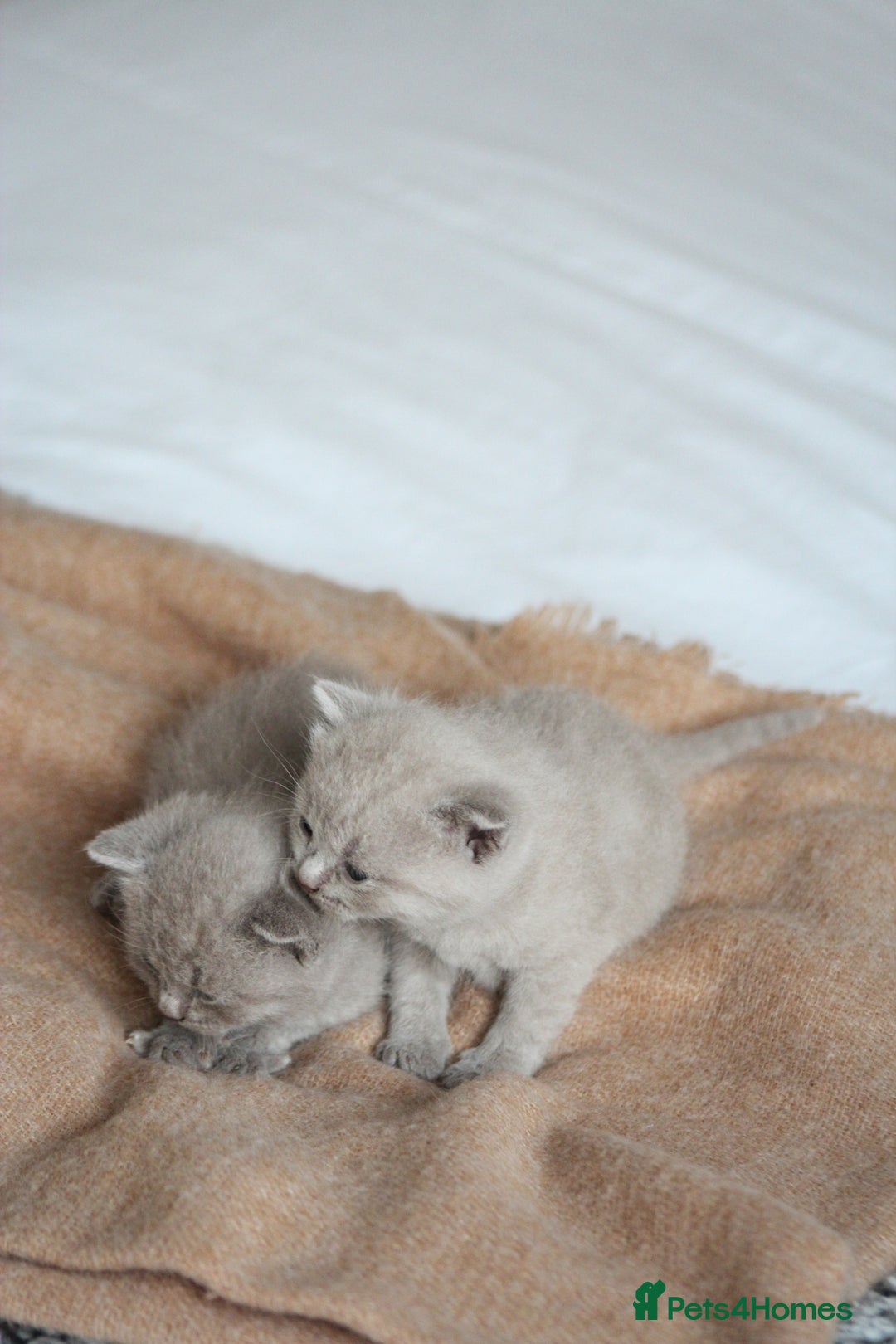 British Shorthair cats for sale: 🩶🐈🐾 Stunning BSH Kittens 🩶🐈🐾 - Image 21