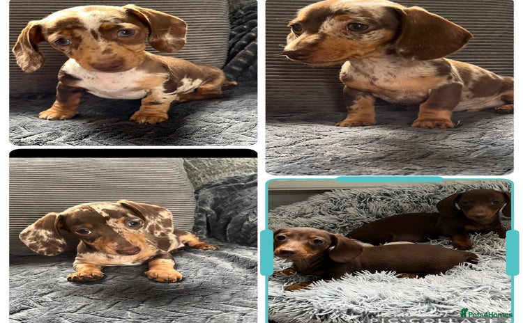 Miniature Dachshund dogs - Advert 3