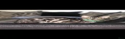 Bengal cats for sale: Silver Charcoal Rosetta Bengal - Advert 3
