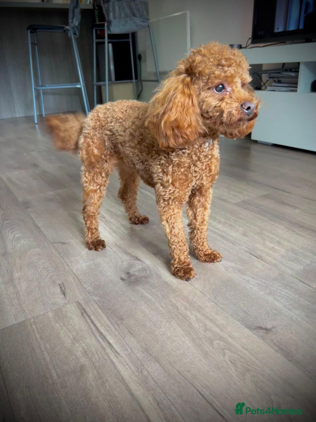 Maltipoo dogs for sale: ADORABLE TOY SIZE KOREAN SIRE F1 MALTIPOO PUPS  - Image 14