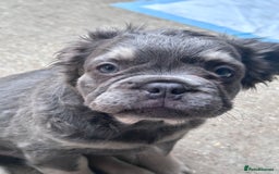 French Bulldog dogs for sale: Quality 5star🌟full visual fluffy French bulldogs  - Image 34