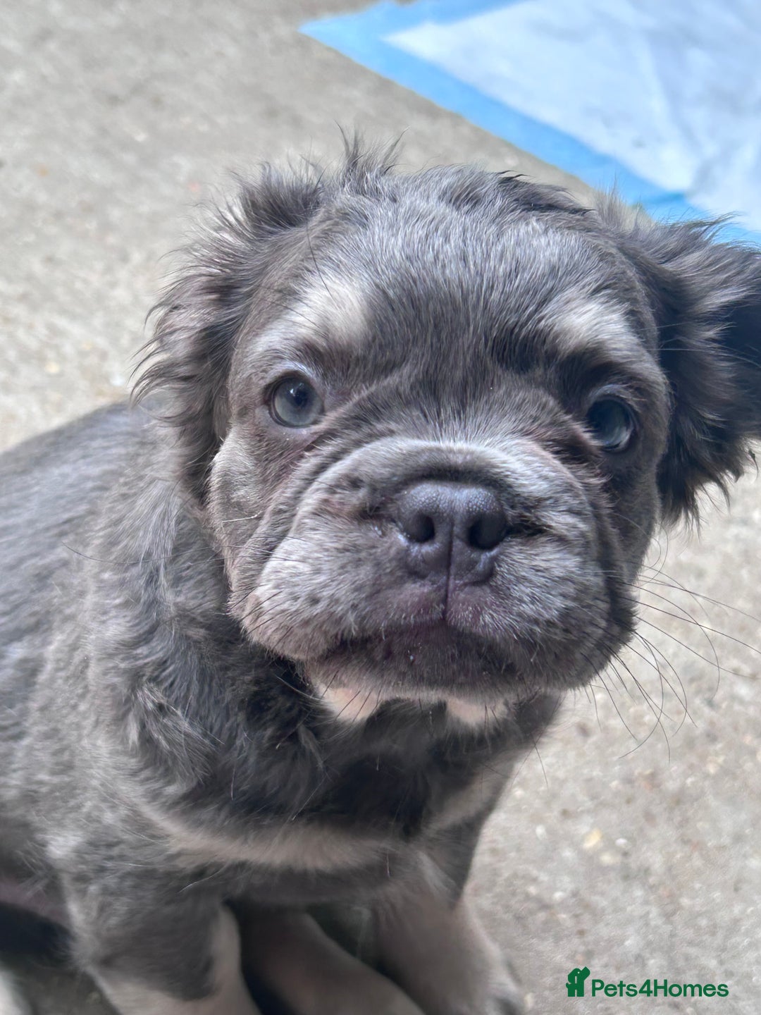 French Bulldog dogs for sale: Quality 5star🌟full visual fluffy French bulldogs  - Image 34