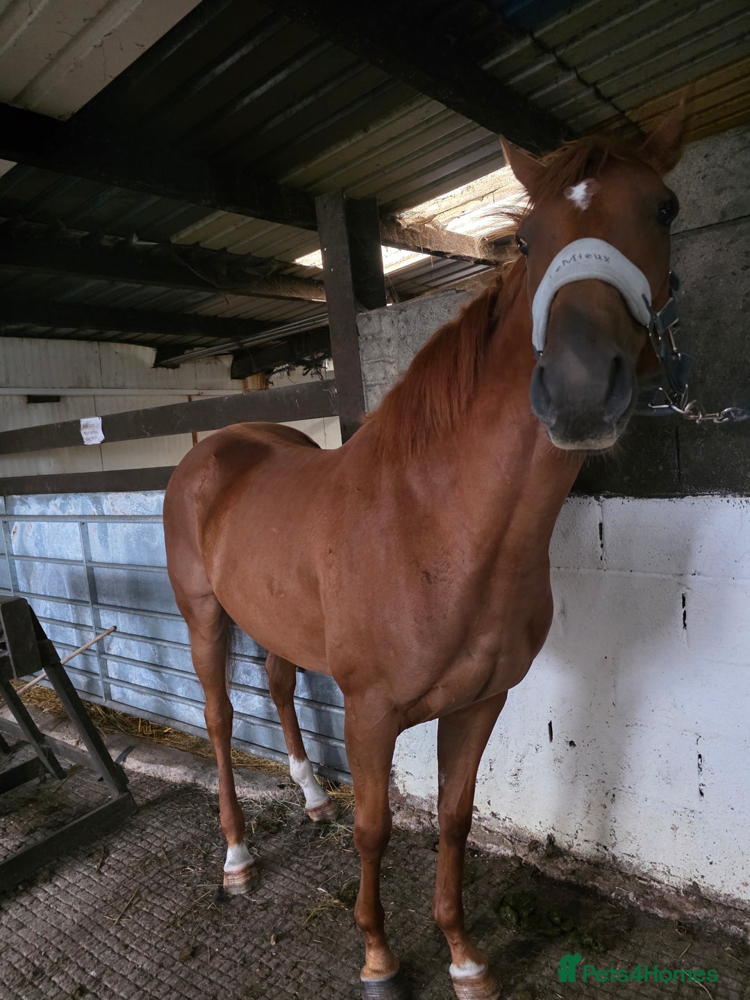 Irish Thoroughbred horses for sale: 15'1 Thoroughbred For Sale - Image 6
