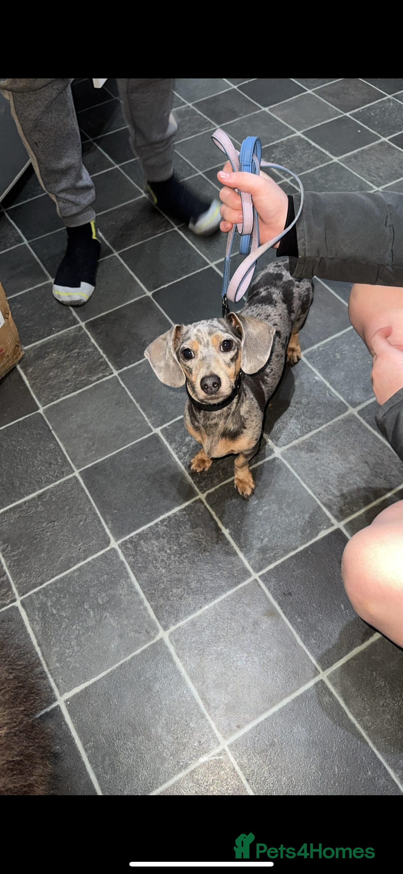 Miniature Dachshund dogs Miniature dachshund puppies ready to go - Advert 1