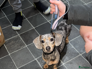 Miniature Dachshund dogs Miniature dachshund puppies ready to go - Advert 1