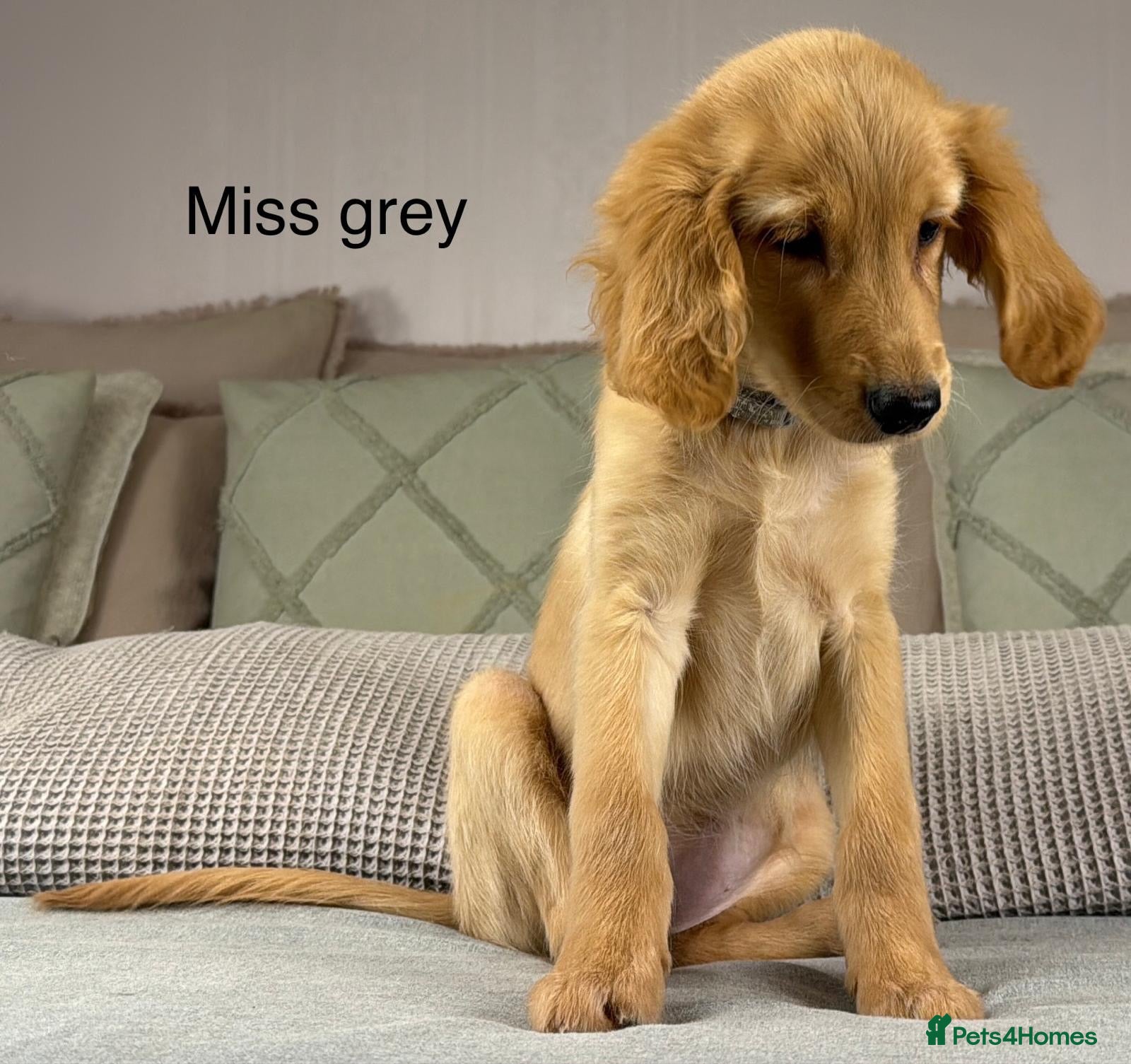 Goldendoodle dogs FULLY VACCINATED AND ABLE TO GO OUT ON WALKS.  - Advert 2