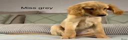 Goldendoodle dogs for sale: FULLY VACCINATED AND ABLE TO GO OUT ON WALKS.  - Advert 19
