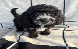 Cockapoo dogs for sale: 🐾STUNNING F1 COCKERPOOS 🐾health tested parents🐾 - Image 12