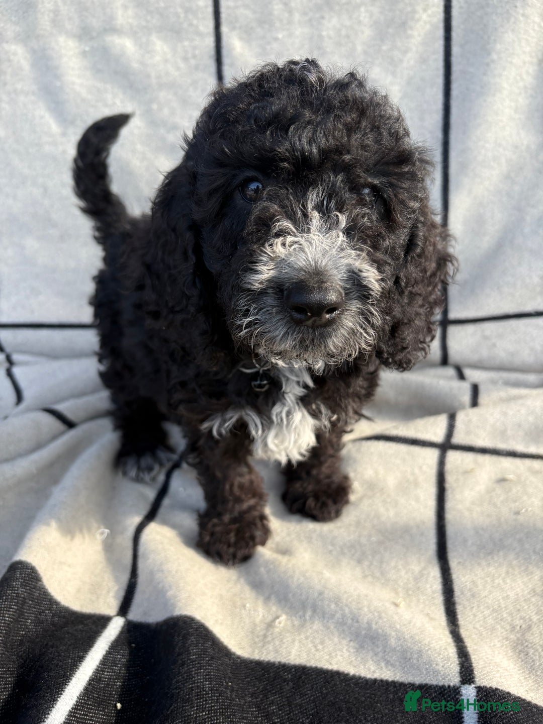 Cockapoo dogs for sale: 🐾STUNNING F1 COCKERPOOS 🐾health tested parents🐾 - Image 12