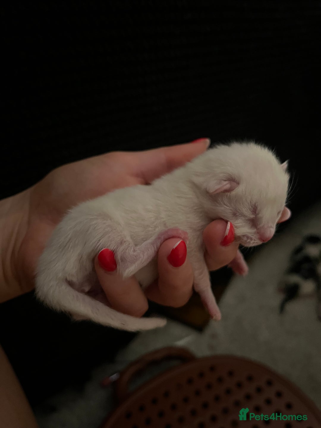 British Shorthair cats for sale: 4 stunning kittens for sale  - Image 5