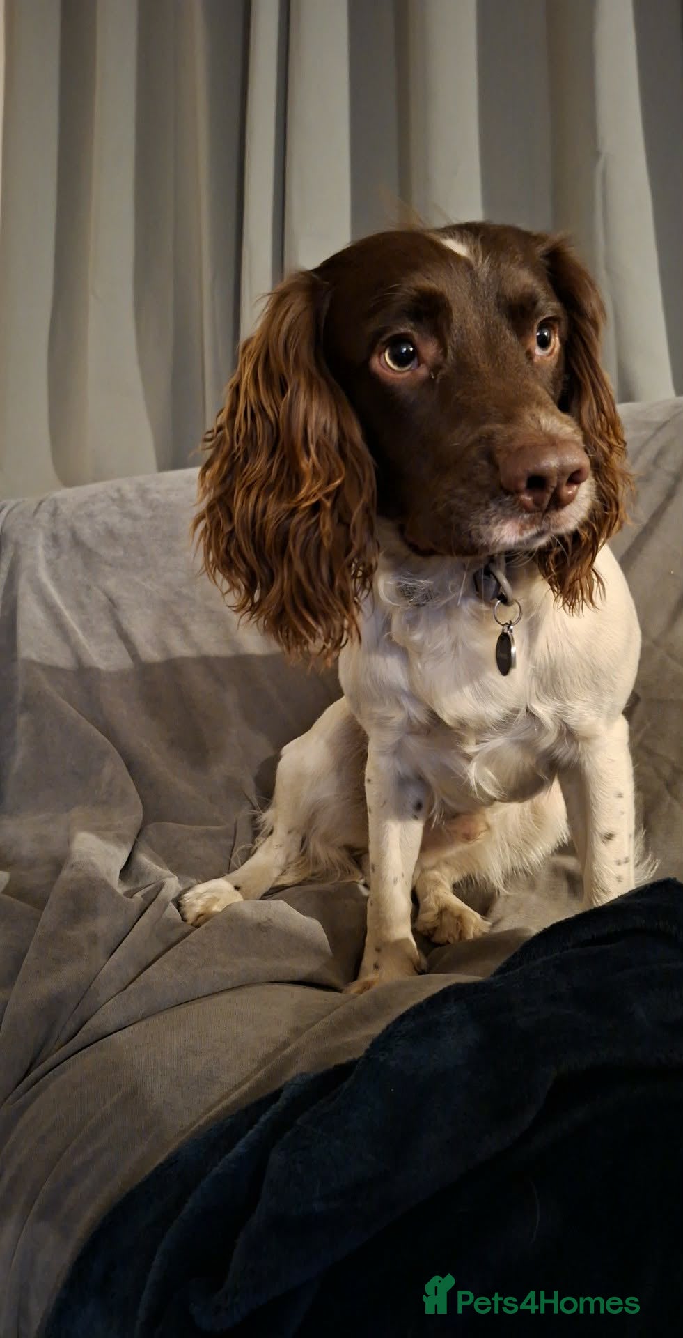 English Springer Spaniel dogs Stunning Liver/white KC registered springer stud - Advert 13