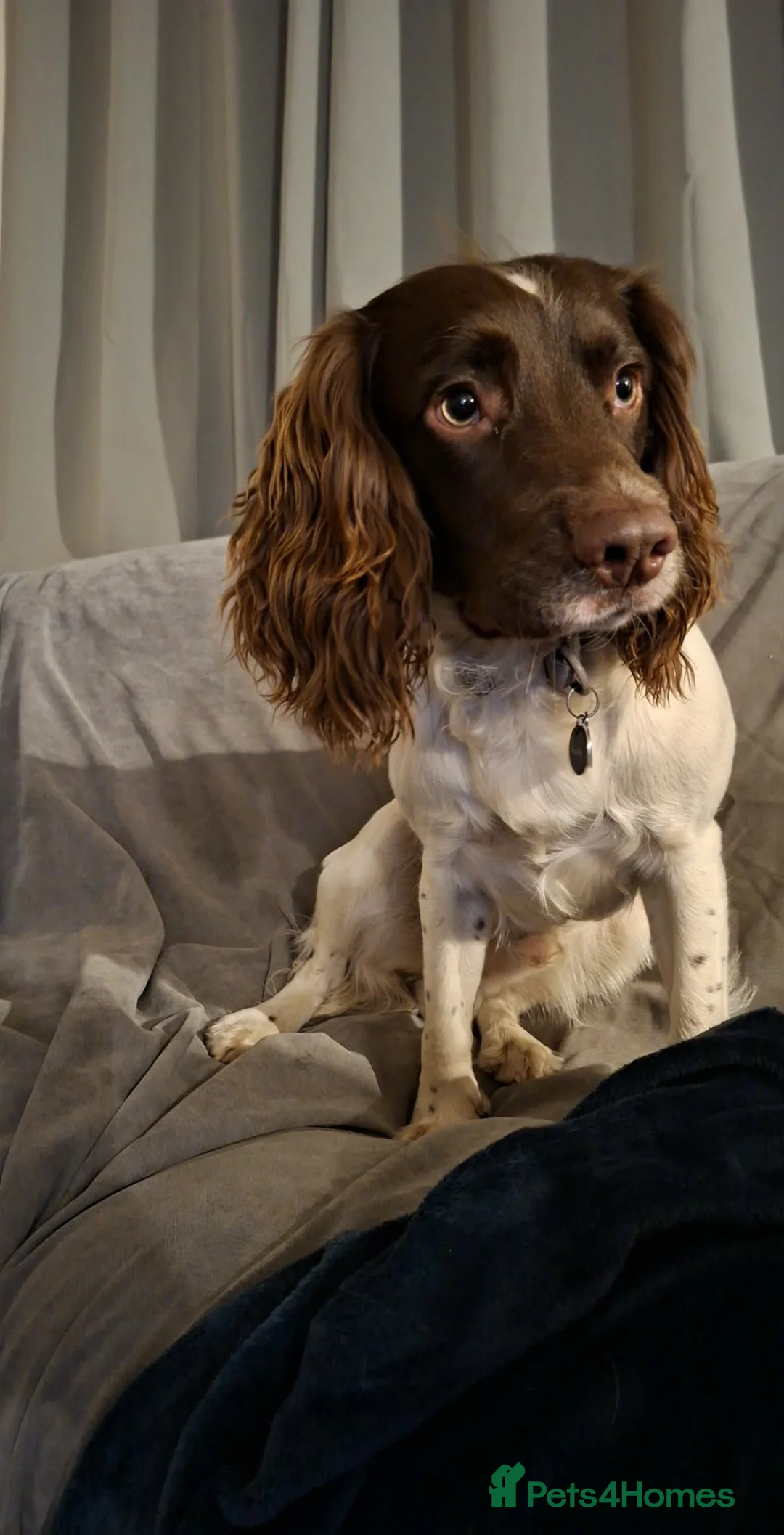 English Springer Spaniel dogs for stud: Stunning Liver/white KC registered springer stud - Advert 1
