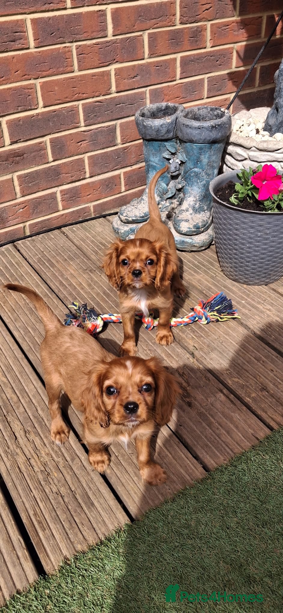 Cavalier King Charles Spaniel dogs for sale: Beautiful King Charles Cavalier  in Greenhithe - Advert 3
