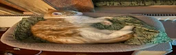 Domestic Shorthair cats for sale: 5 Beautiful Kittens - Advert 26