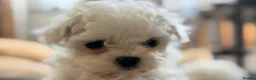Maltipoo dogs for sale: Asian Toy Maltipoos  - Advert 1