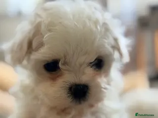 Maltipoo dogs Asian Toy Maltipoos - Advert 14