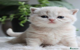 British Shorthair cats for sale: Loving British Blues!!! - Image 5