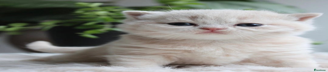 British Shorthair Kitten 5