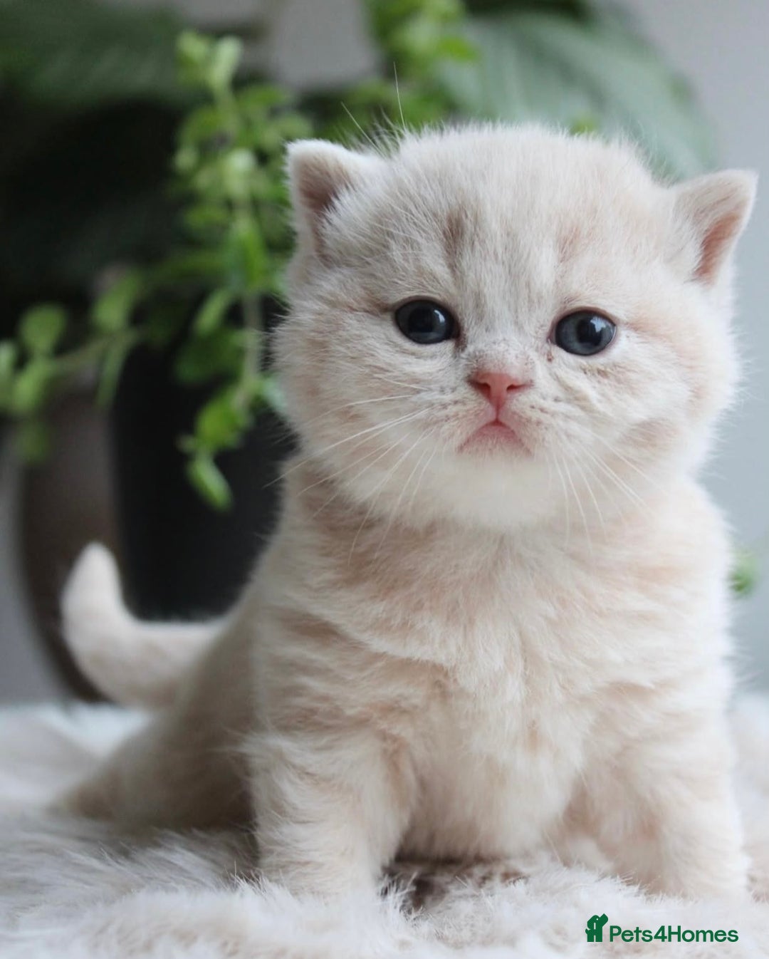 British Shorthair cats for sale: Loving British Blues!!! - Image 5