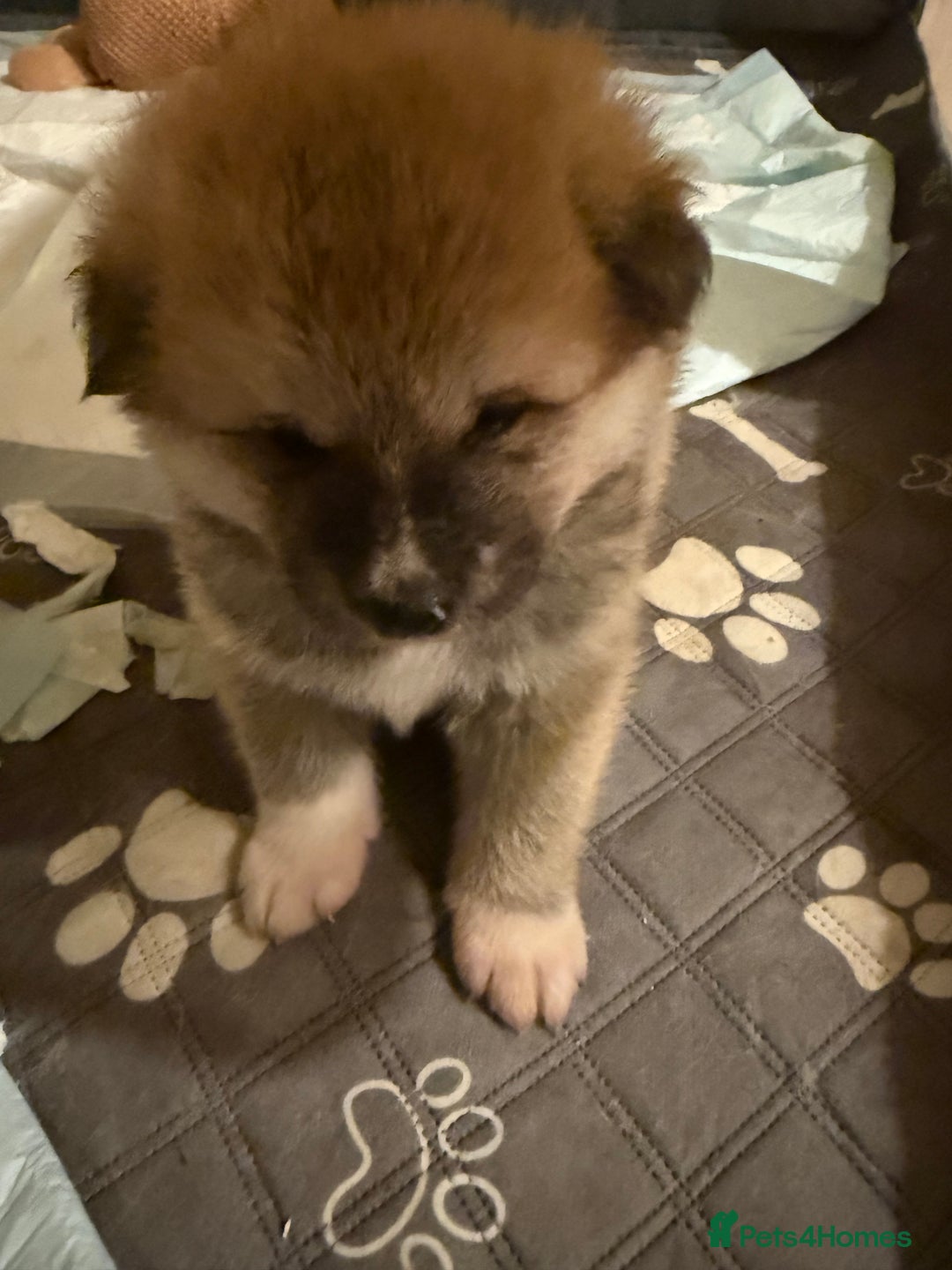 Akita dogs for sale: Akita puppy - Advert 4