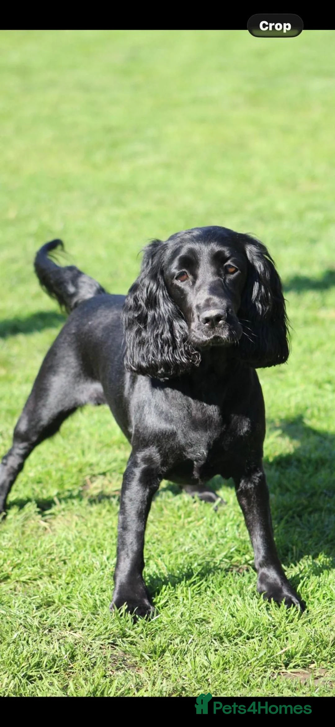 Cocker Spaniel dogs for sale: Cocker Spaniel puppies - Advert 6