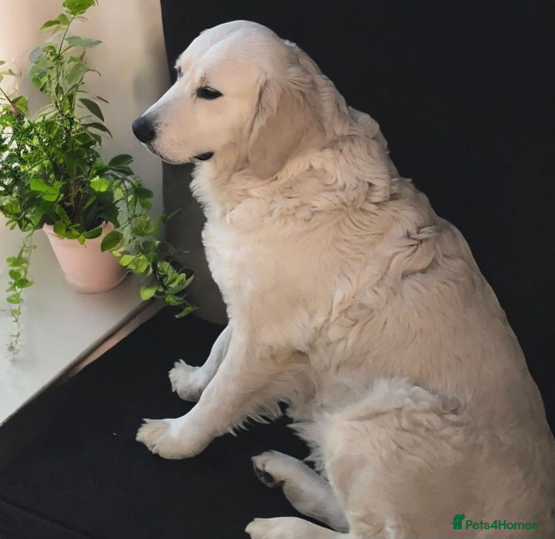 Golden Retriever dogs for sale: Golden retriever male - Image 9