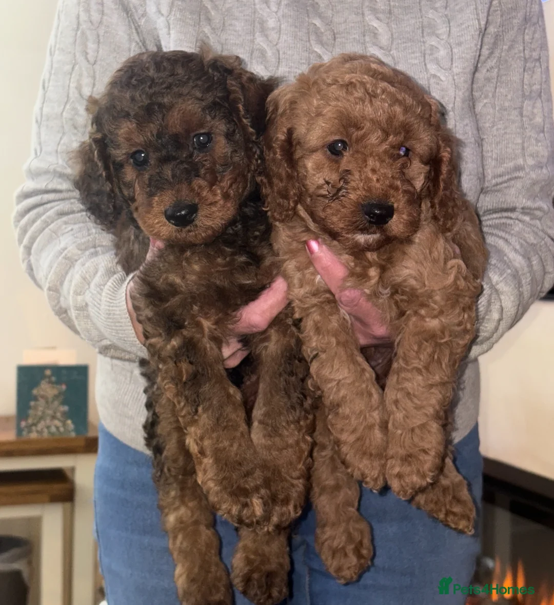 Toy Poodle dogs for stud: Gorgeous Red Toy Poodle KG REG & Health tested  - Advert 3