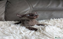 Sphynx cats for sale: Sphynx kittens - Image 28