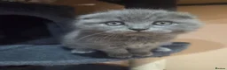 British Shorthair cats for sale: Kittens ready now girl boy Scottish  in Nottingham - Advert 25