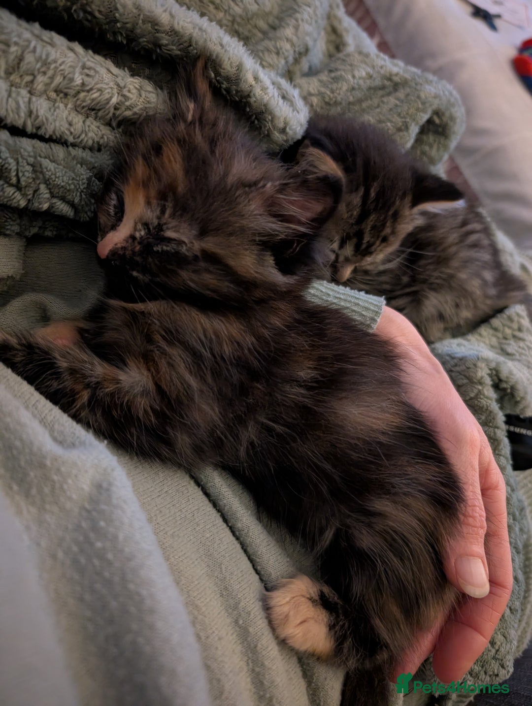 Mixed Breed cats for sale: Beautiful tabby/Calico fluffy kittens  - Advert 18