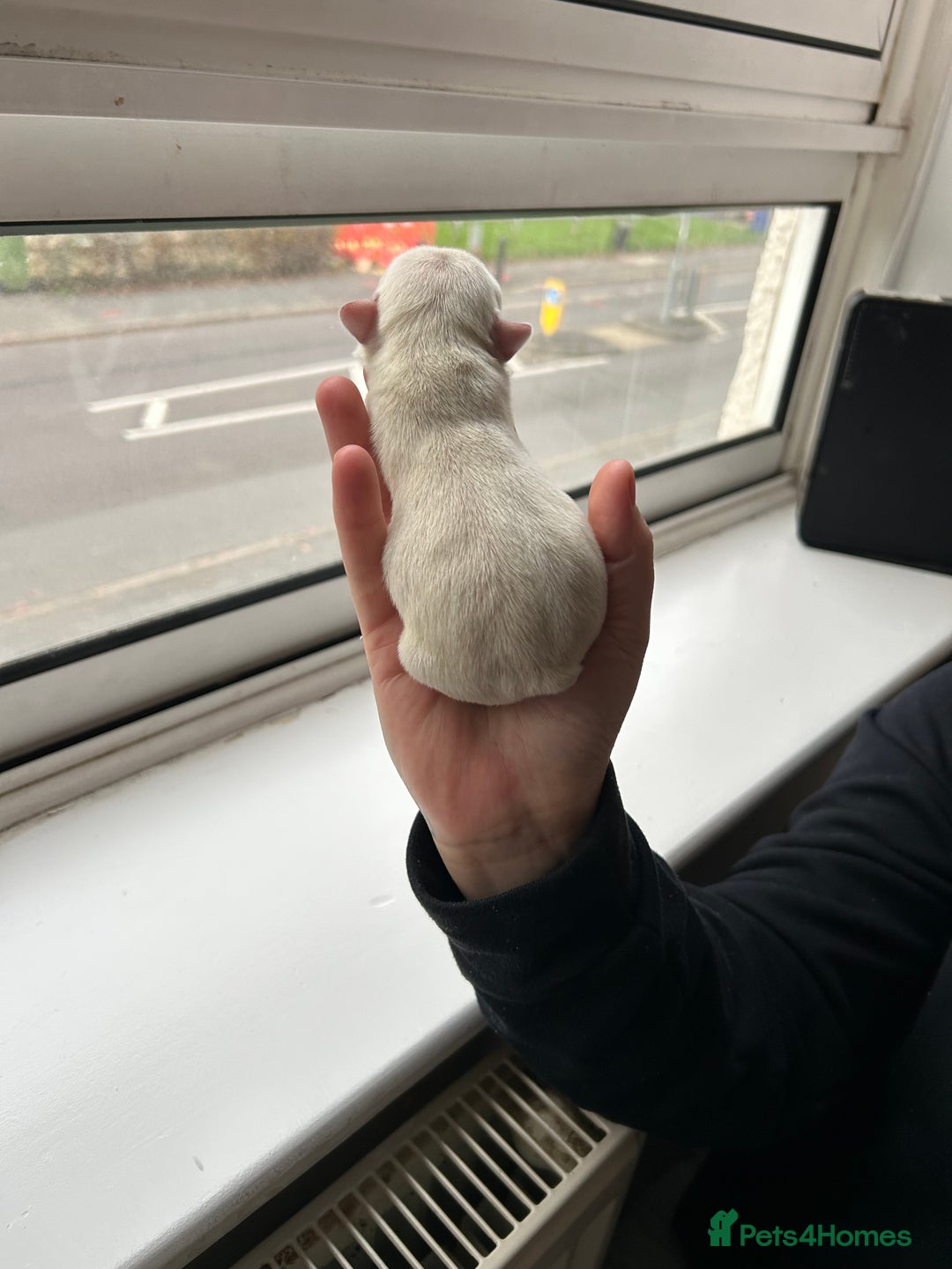 French Bulldog dogs for sale: FRENCH BULLDOG PUPPIES FOR SALE STUNNING COLOURS - Image 4