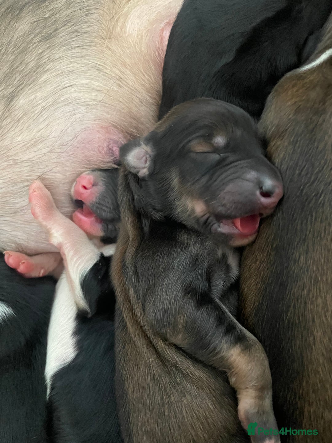 Saluki dogs for sale: Saluki puppies - Advert 5