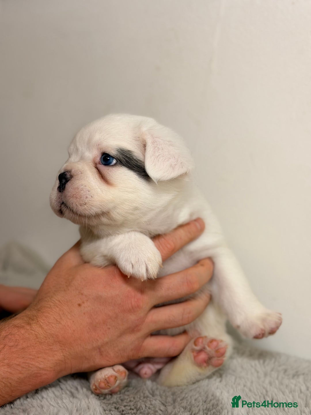 French Bulldog dogs for sale: Full visual outstanding fluffy frenchies - Advert 15