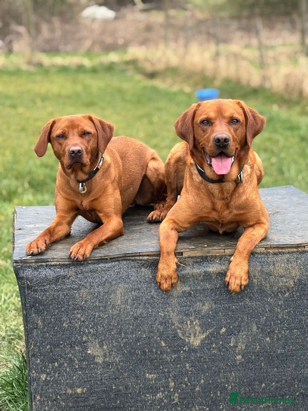Labrador Retriever dogs for stud: Fox red Labrador available for stud - Proven in Melton Mowbray - Advert 12
