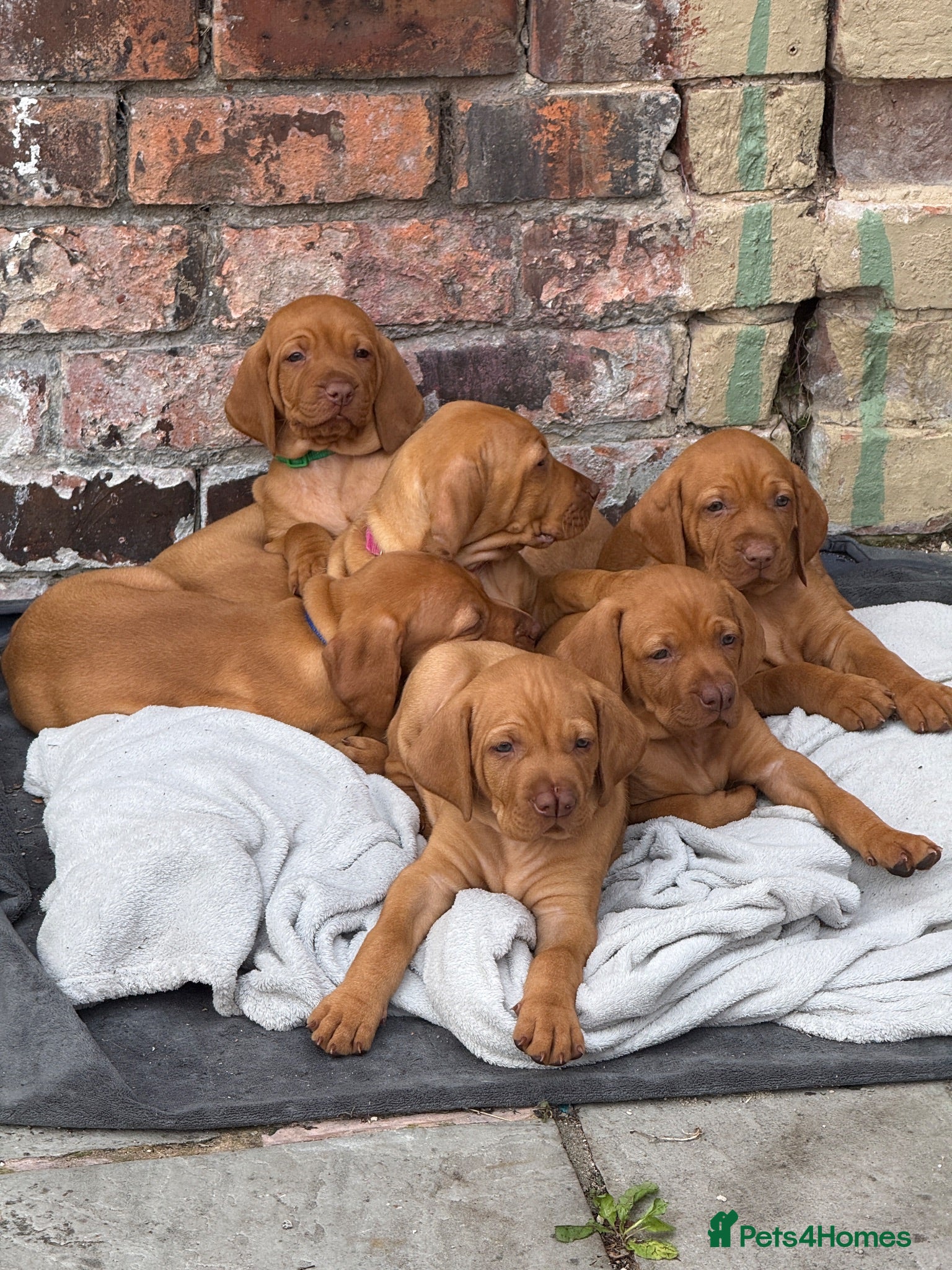 Hungarian Vizsla dogs Adorable KC Hungarian Vizsla Pups - Advert 2