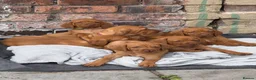 Hungarian Vizsla dogs for sale: Ready Now KC Hungarian Vizsla Puppies - Advert 3