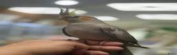 Cockatiels birds for sale: Cocktails parakeet  - Advert 6