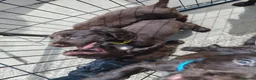Cocker Spaniel dogs for sale: Cocker spaniel pups - Advert 4