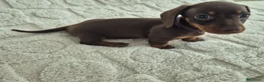 Miniature Dachshund 5 PURPLE COLLAR 💜 
