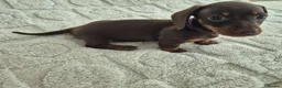 Miniature Dachshund dogs for sale: *KC Reg Miniature Dachshund Puppies available * - Advert 10